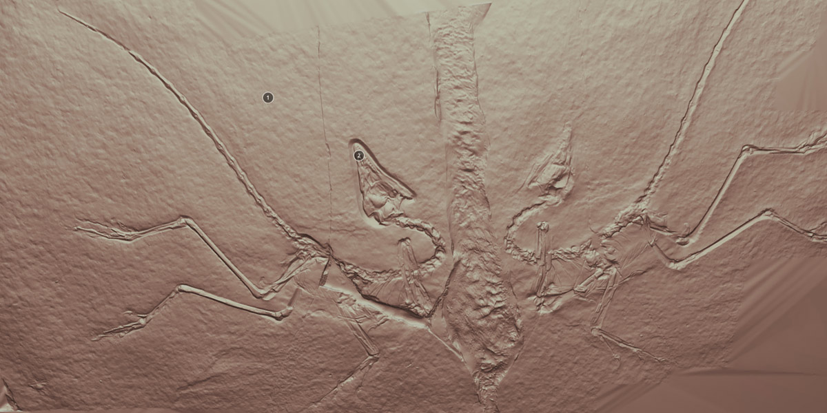 Eichstatt Archaeopteryx university anglia ruskin fossil scan