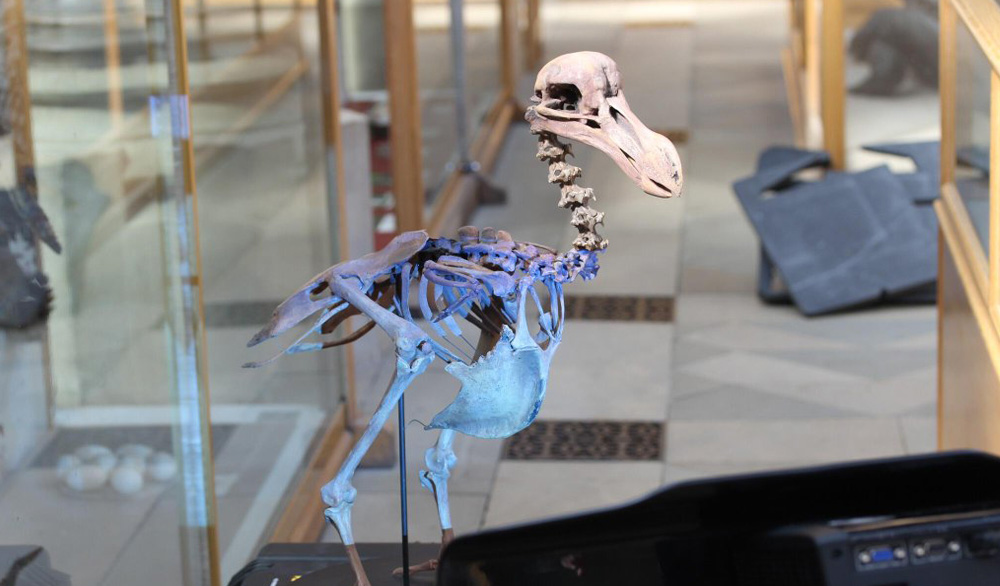 cultural heritage dodo bird skeleton case study image