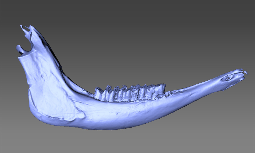 heritage horse mandible 276mm long scan case study image