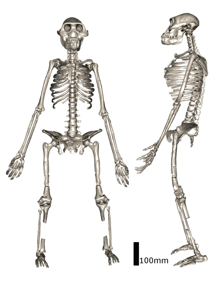 cultural archeology baby skeleton sample that is difficult to 3d scan